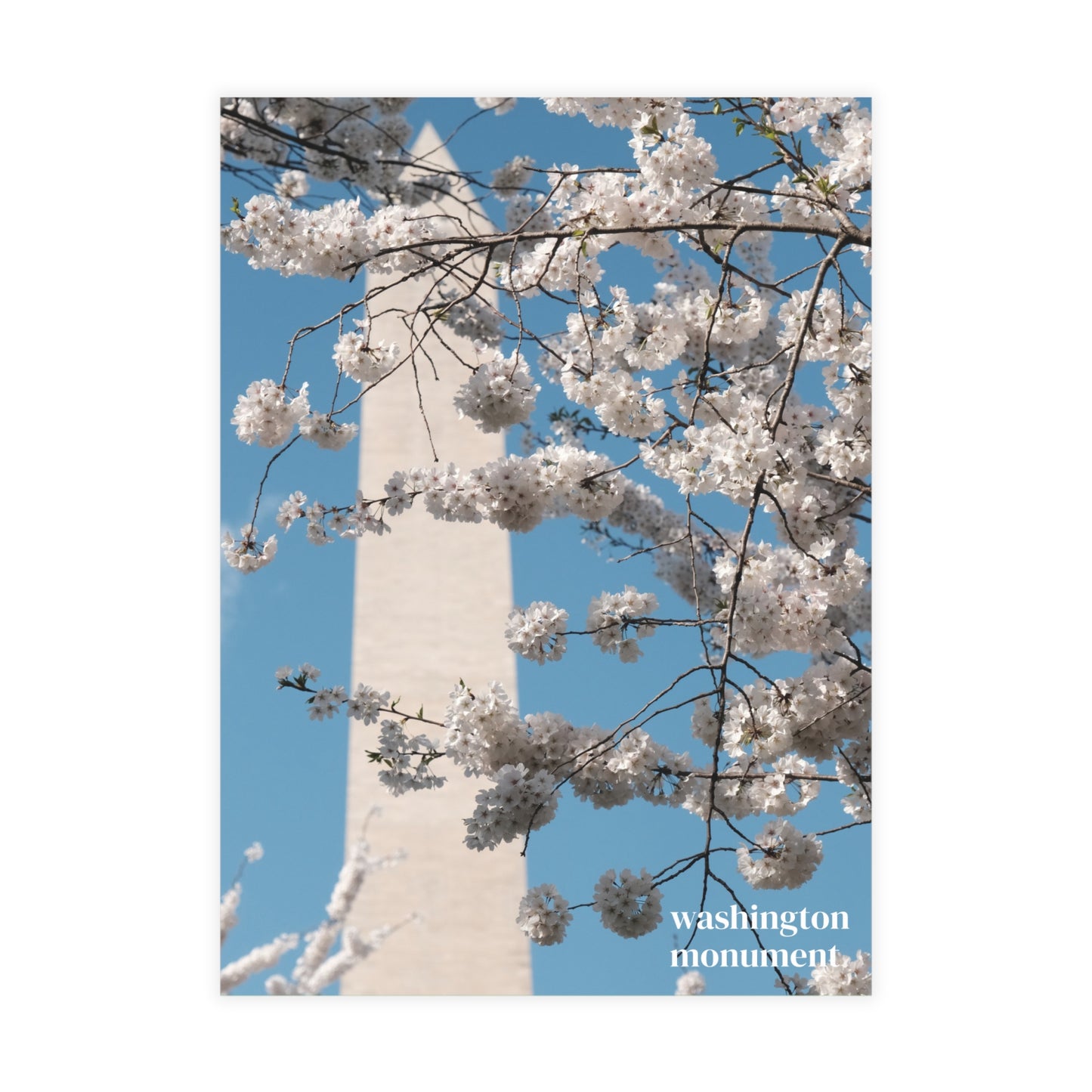 Washington Monument in Cherry Blossom Postcard (with envelopes)