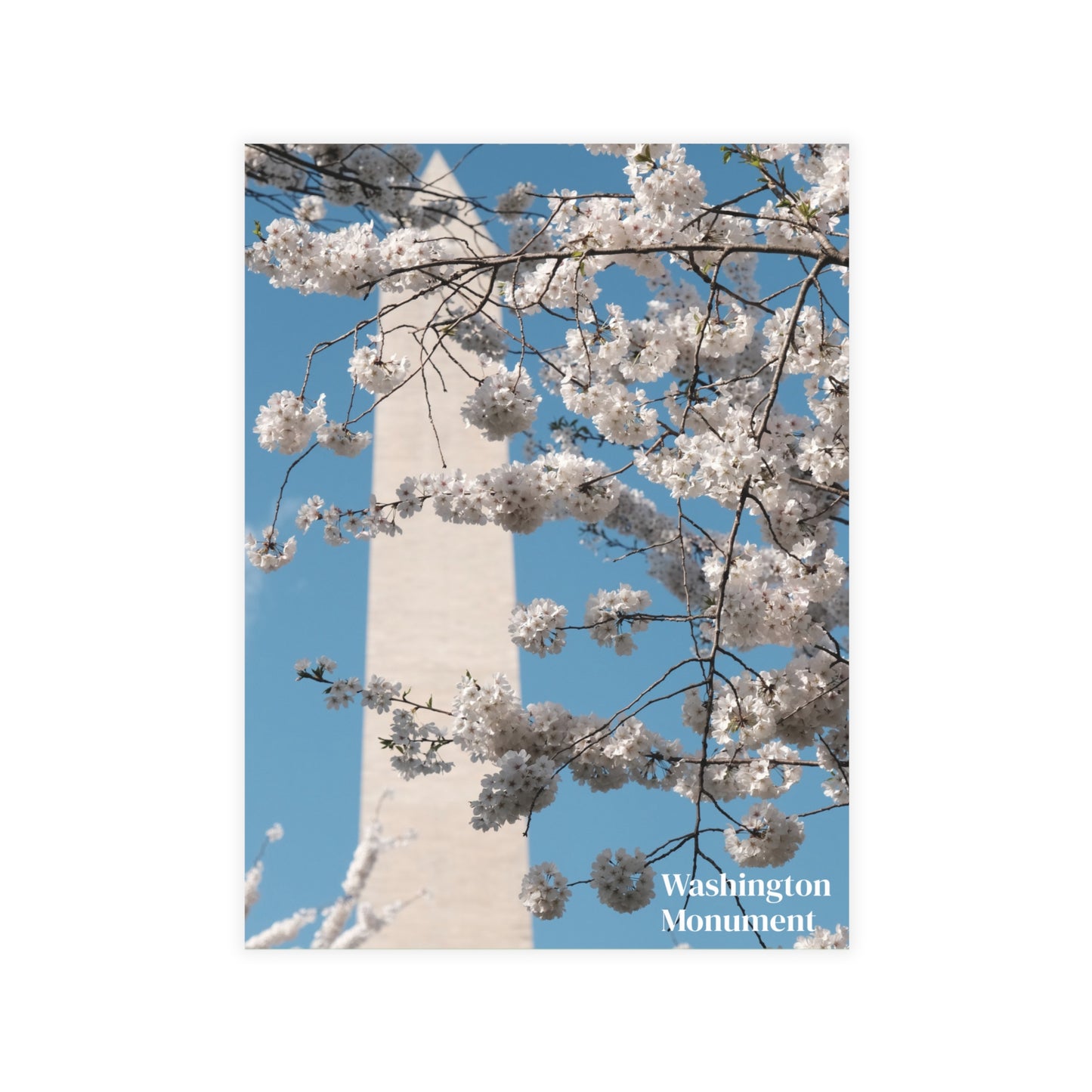 Washington Monument in Cherry Blossom Postcard (with envelopes)