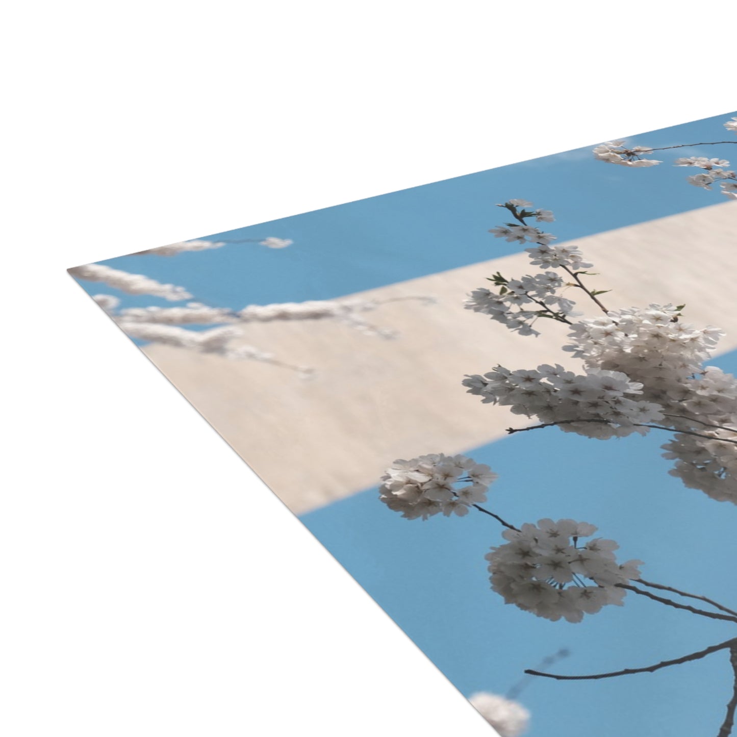 Washington Monument in Cherry Blossom Postcard (with envelopes)
