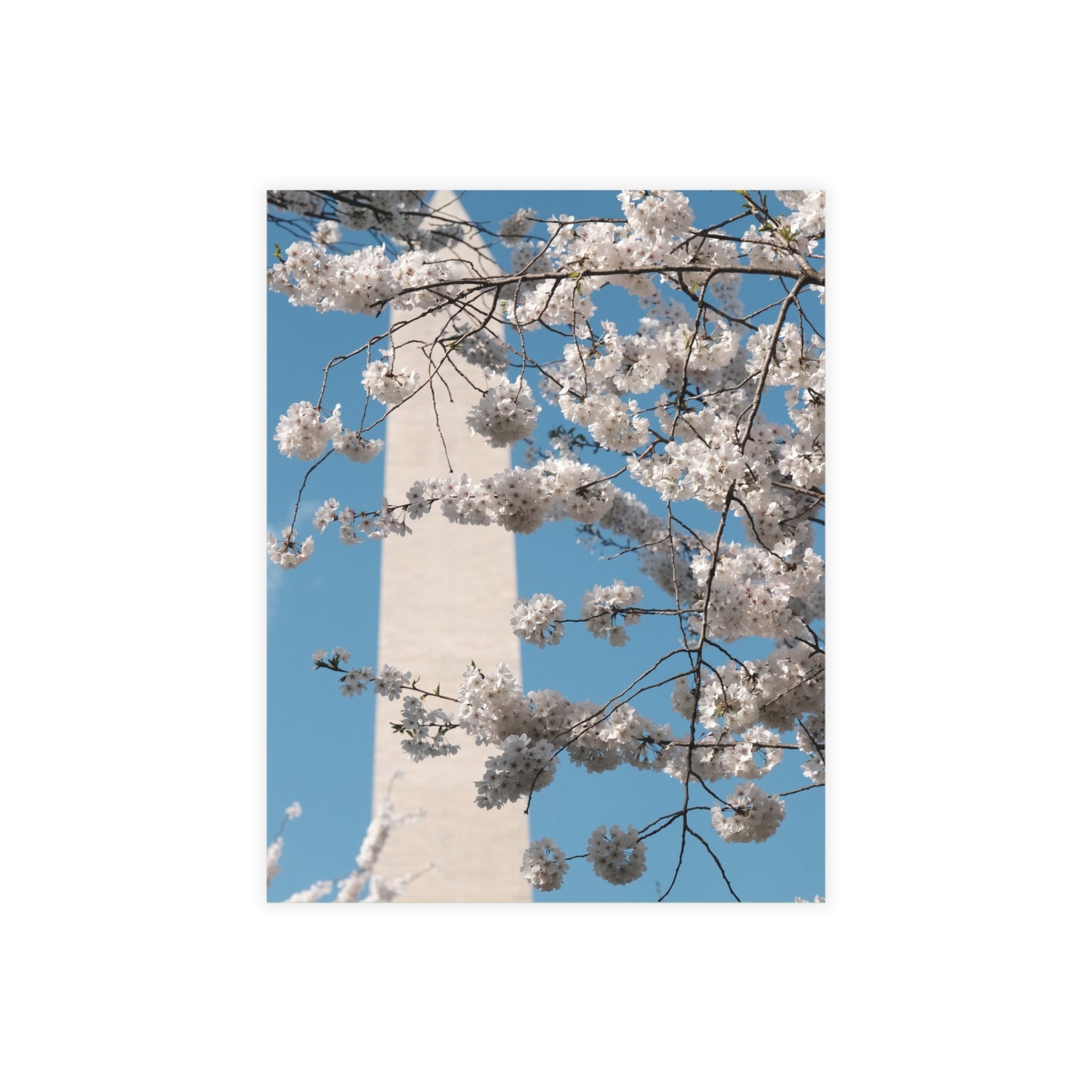 Washington Monument in Cherry Blossom Postcard (with envelopes)