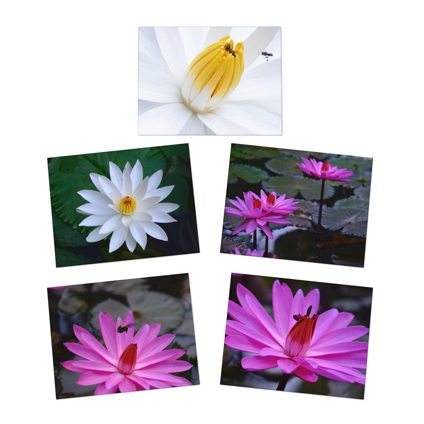 "Assorted Lotus" Greeting Cards - 5-Design Set