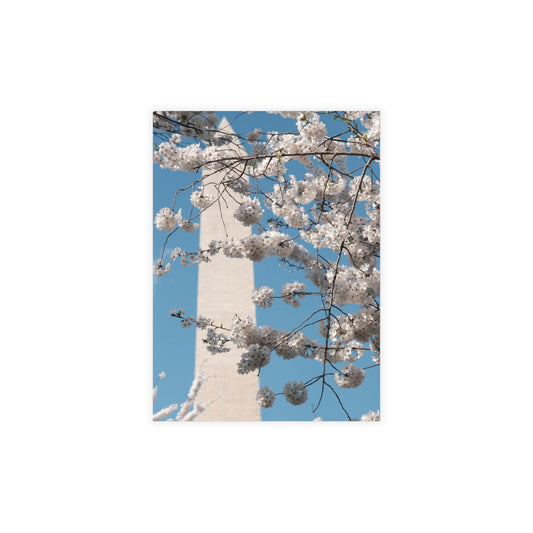 Washington Monument in Cherry Blossom Postcard (with envelopes)